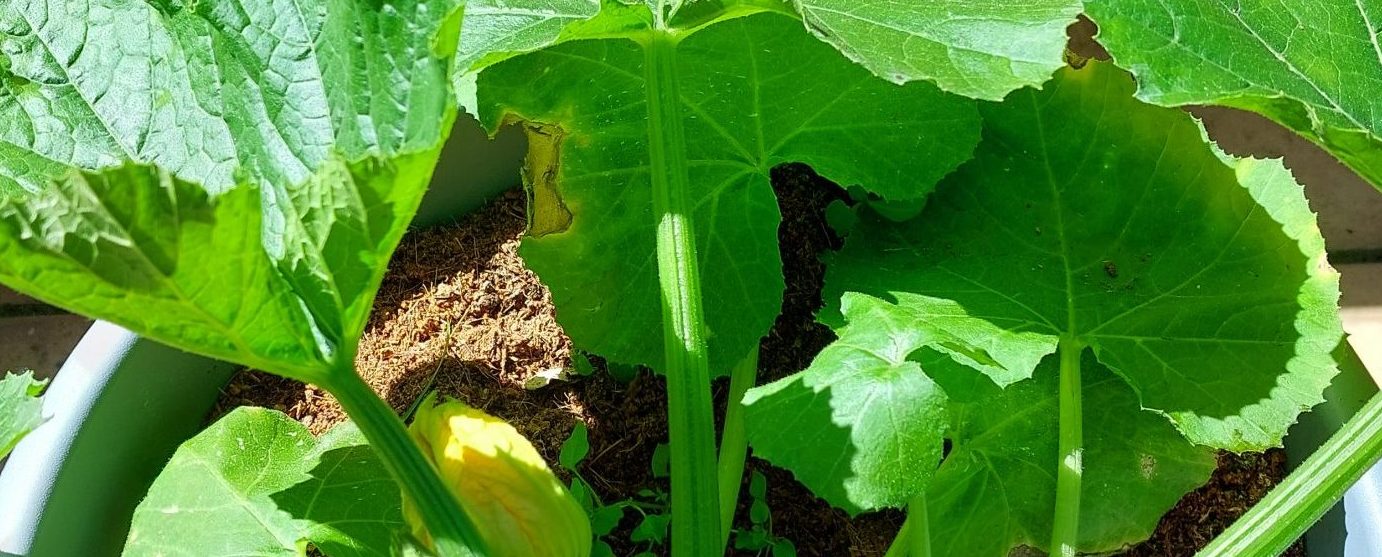 Erde unter den Nägeln